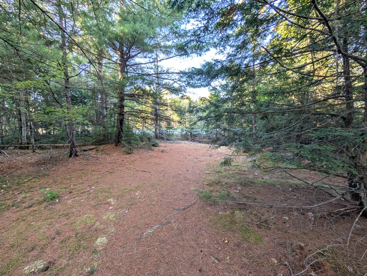 Promenade en sous-bois — Domaine des Patriotes